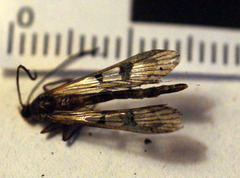 Synanthedon acerni
