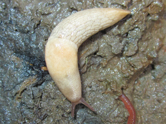 Deroceras reticulatum