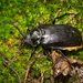 Broad-necked Root Borer - Photo (c) Erik Danielsen, some rights reserved (CC BY-NC), uploaded by Erik Danielsen