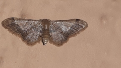 Idaea violacea