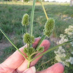 Cyperus echinatus
