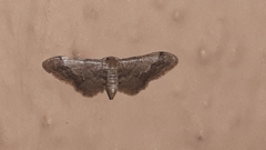 Idaea violacea