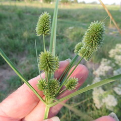 Cyperus echinatus