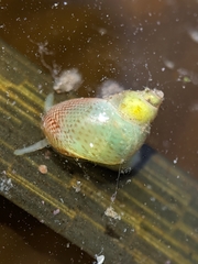 Phasianellidae