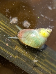 Phasianellidae