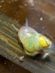 Phasianellidae