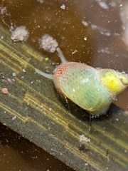Phasianellidae