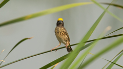 Ploceus manyar