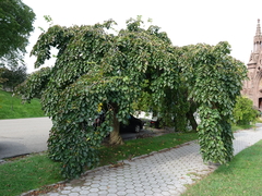 Ulmus glabra camperdownii