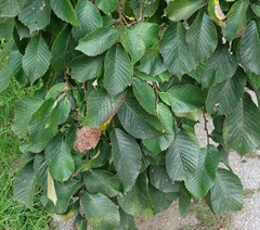Ulmus glabra camperdownii