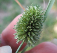 Cyperus echinatus