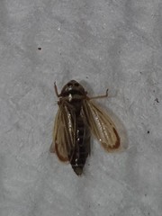 Amblysellus curtisii