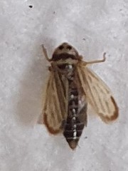 Amblysellus curtisii