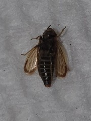 Amblysellus curtisii