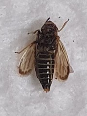 Amblysellus curtisii