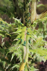 Graphocephala psephena