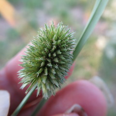 Cyperus echinatus