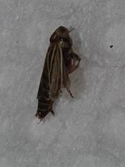 Amblysellus curtisii