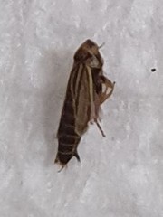 Amblysellus curtisii