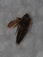 Amblysellus curtisii