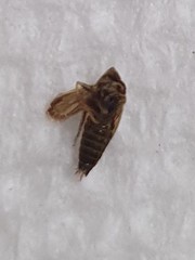 Amblysellus curtisii