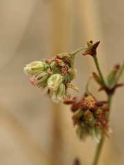 Eriogonum viridescens