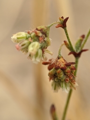 Eriogonum viridescens