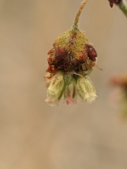 Eriogonum viridescens