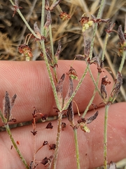 Eriogonum viridescens