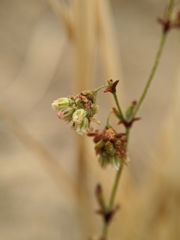 Eriogonum viridescens