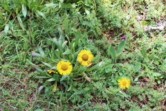 Helenium scorzonerifolium