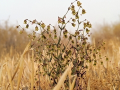 Eriogonum viridescens