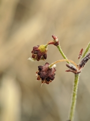 Eriogonum viridescens