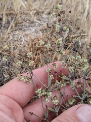 Eriogonum viridescens