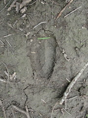 Boselaphus tragocamelus