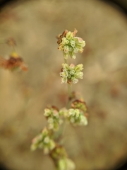 Eriogonum viridescens