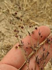 Eriogonum viridescens