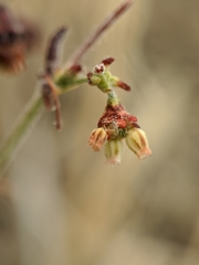 Eriogonum viridescens