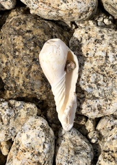 Amoria undulata