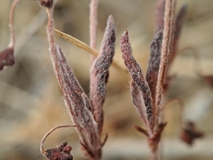 Eriogonum viridescens