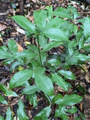 Cassipourea malosana