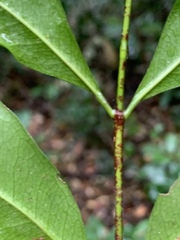 Cassipourea malosana