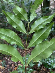 Cassipourea malosana