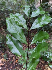 Cassipourea malosana