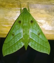 Xylophanes mirabilis