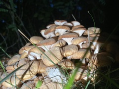 Desarmillaria
