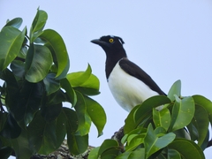 Cyanocorax cyanopogon