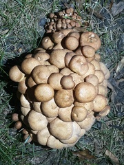 Desarmillaria