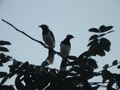 Cyanocorax cyanopogon