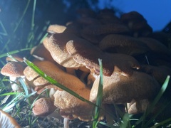 Desarmillaria